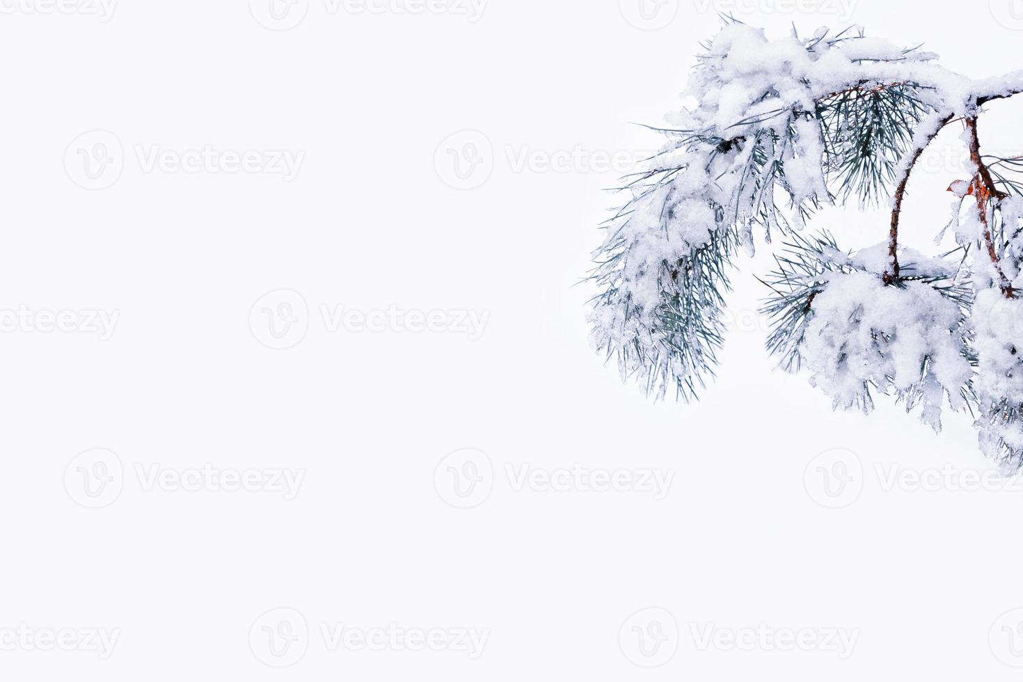forest in the frost. Winter landscape. Snow covered trees. photo