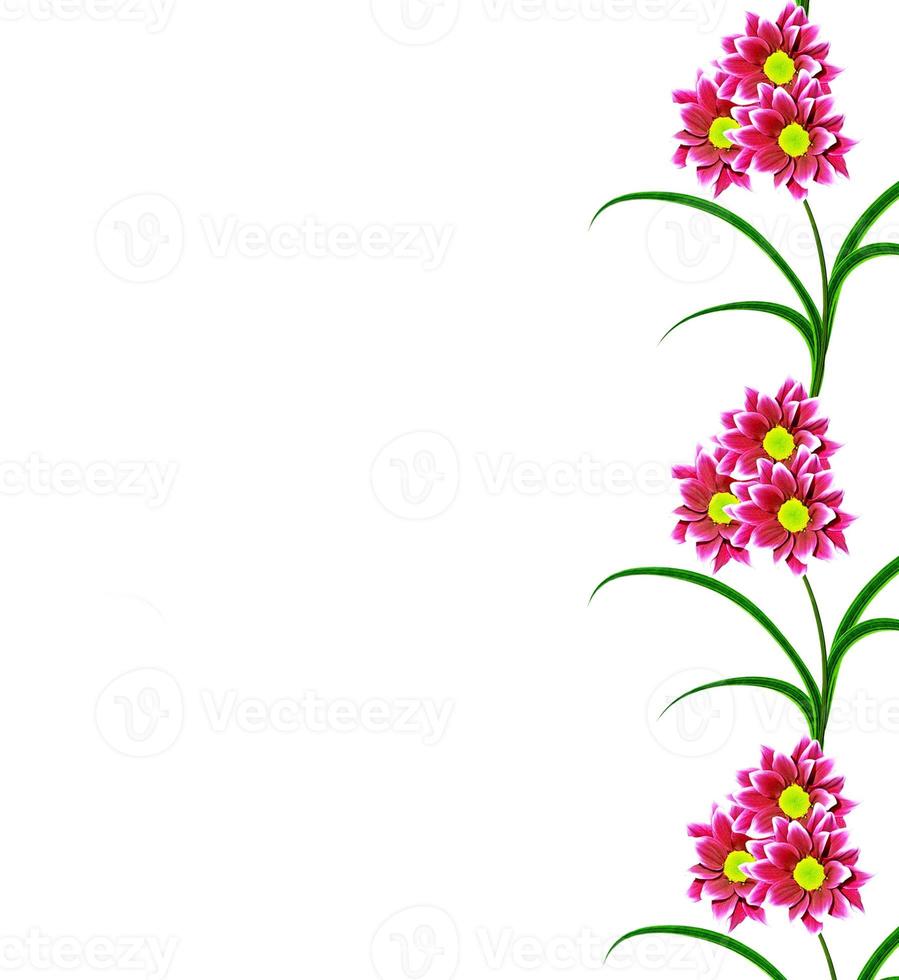 Flowers isolated on white background. photo