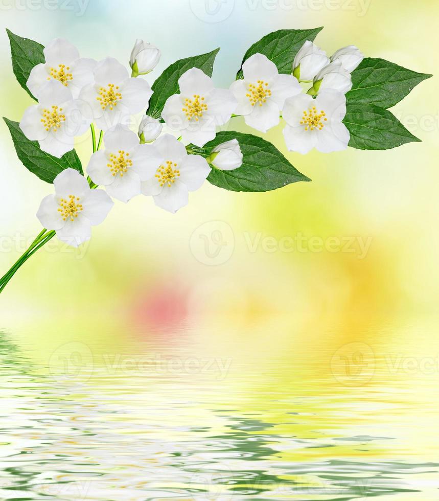 White jasmine flower. photo