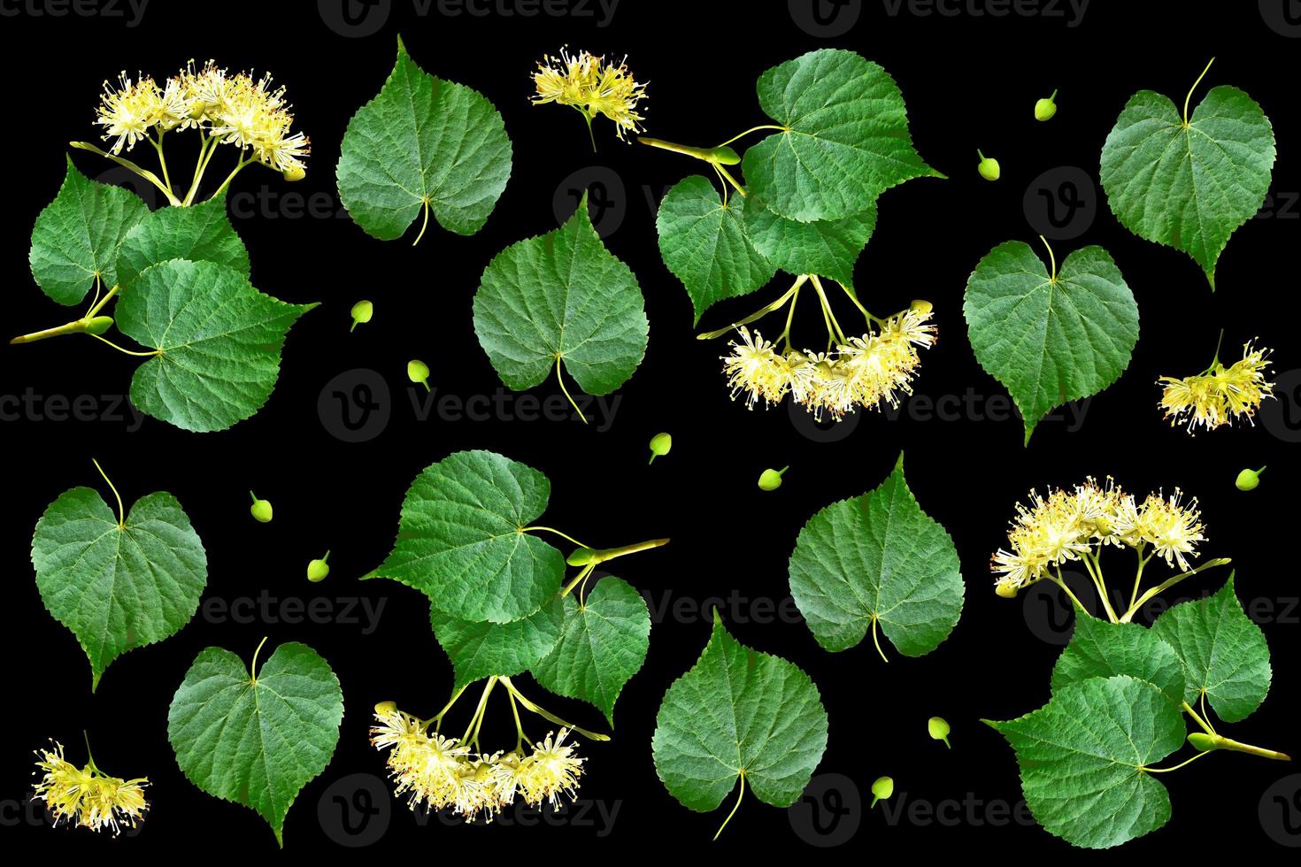 Sprig of linden blossoms isolated on black background. photo