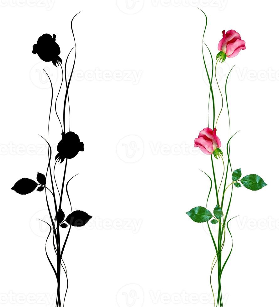 flower buds of roses isolated on white background photo