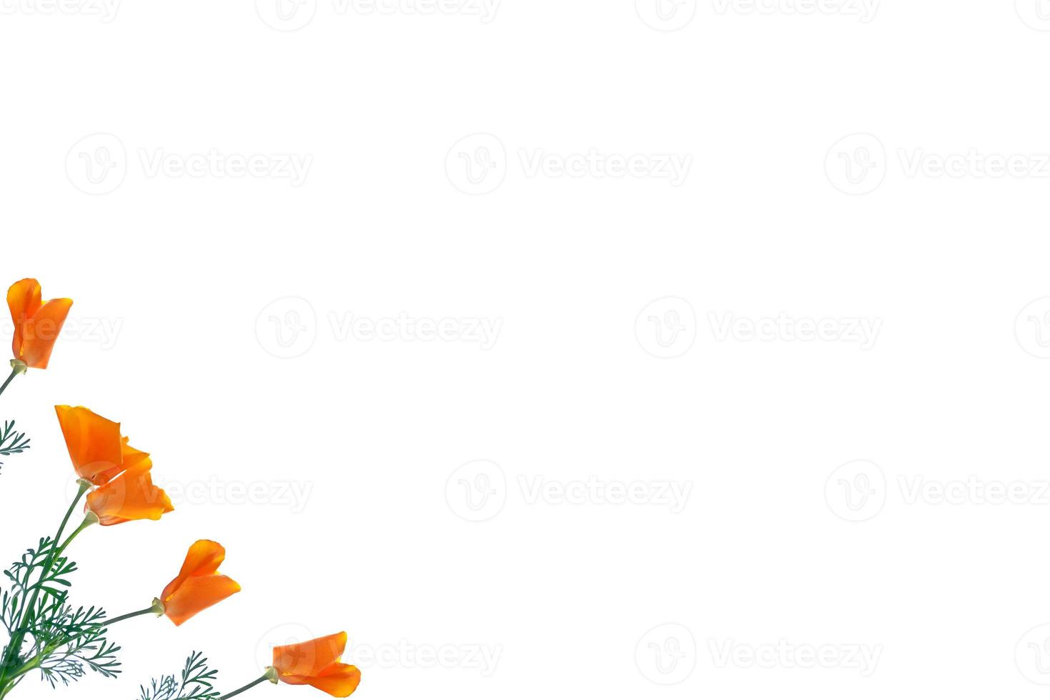 Natural floral background. Bright colorful eschscholzia flowers. photo