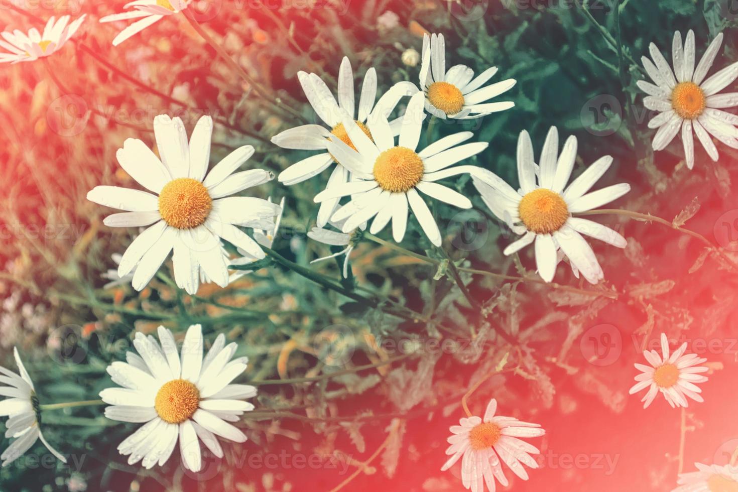 White bright daisy flowers on a background of the summer landscape. photo