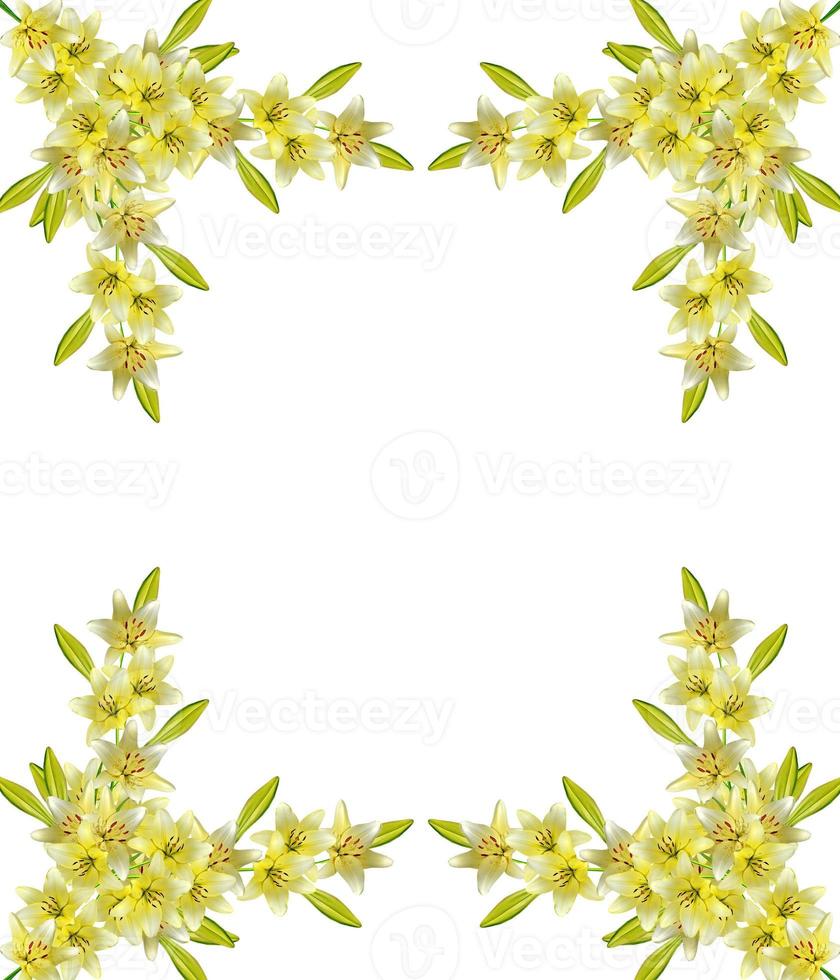 lily flowers isolated on white background photo