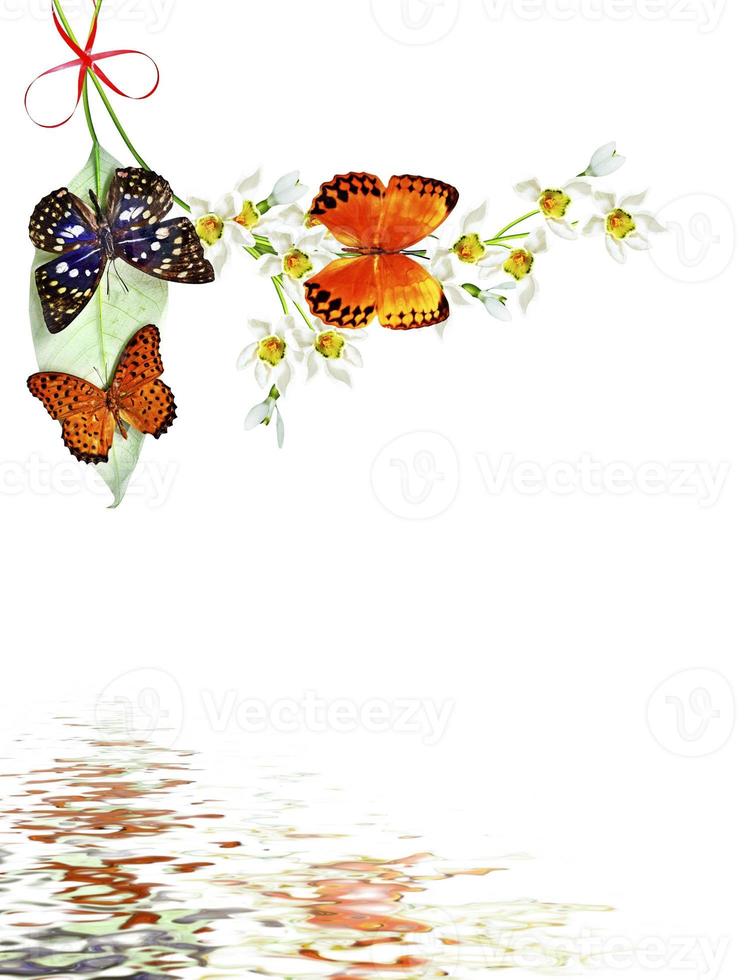 branch of flowers and butterflies isolated on a white background photo