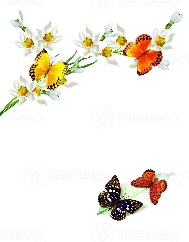 branch of flowers and butterflies isolated on a white background photo