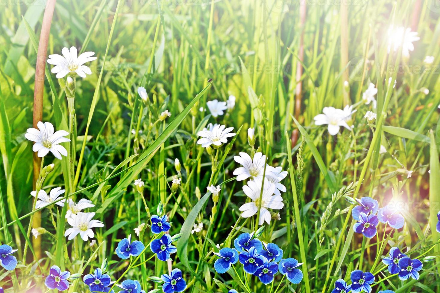 Summer landscape with wildflowers photo