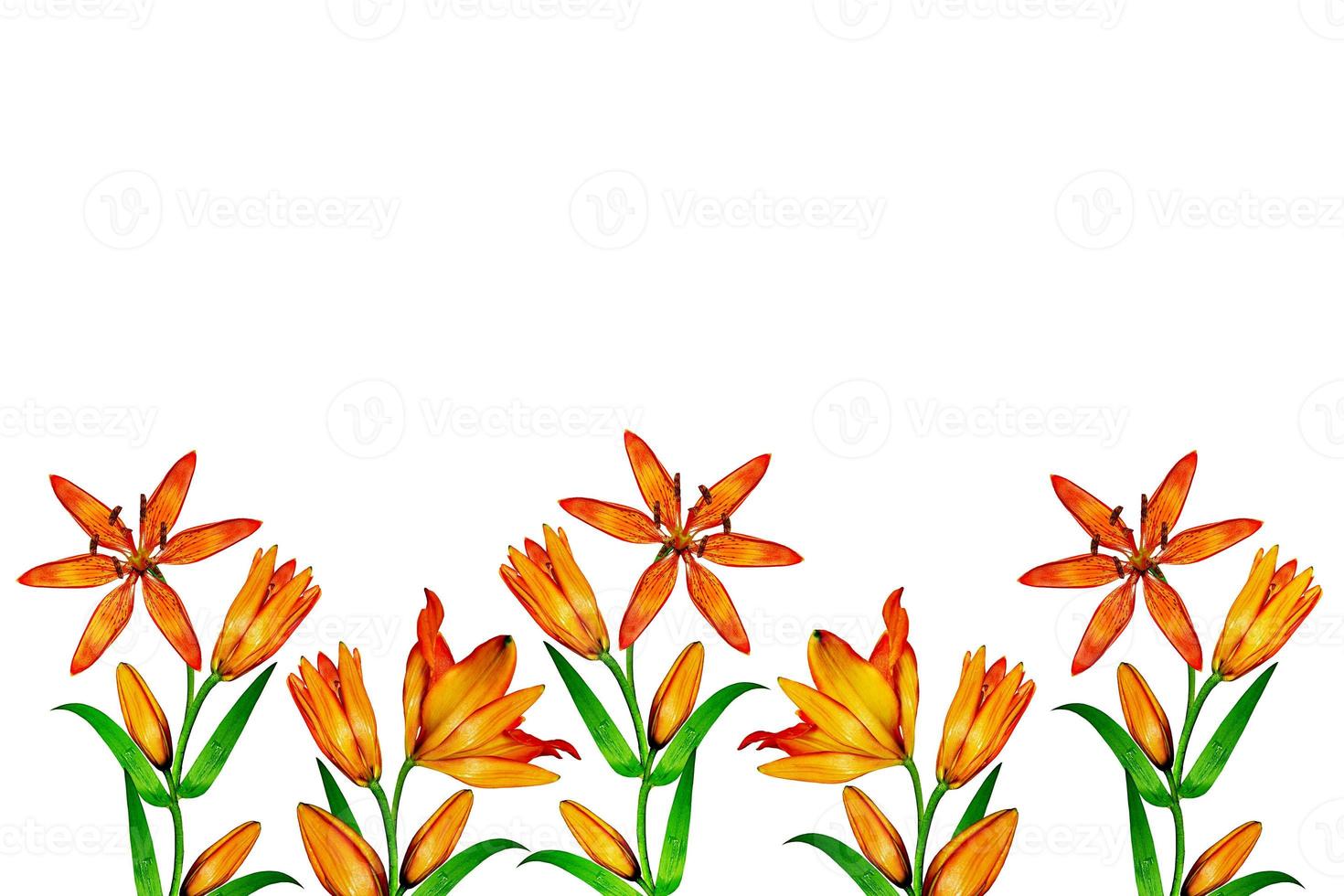 pattern of lily flowers isolated on white background photo