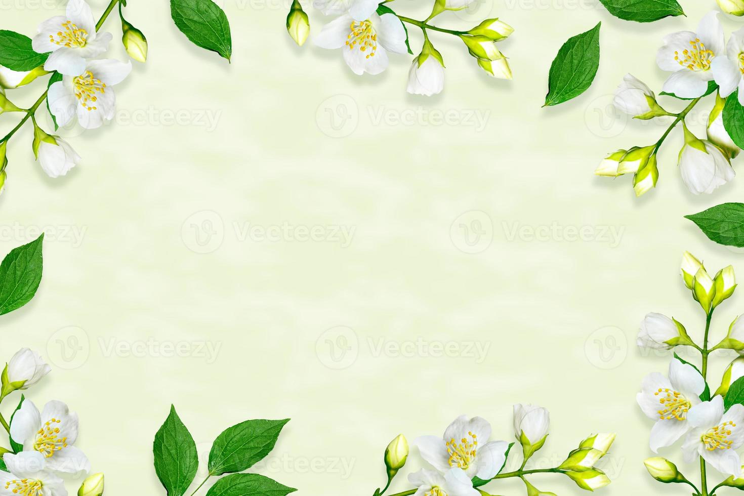 Twig bright white jasmine flowers. Spring composition. photo