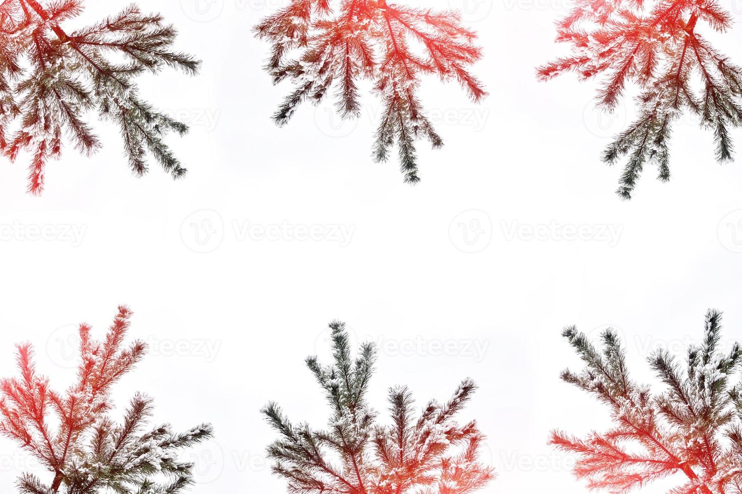 The branches of the snow covered tree Christmas tree photo