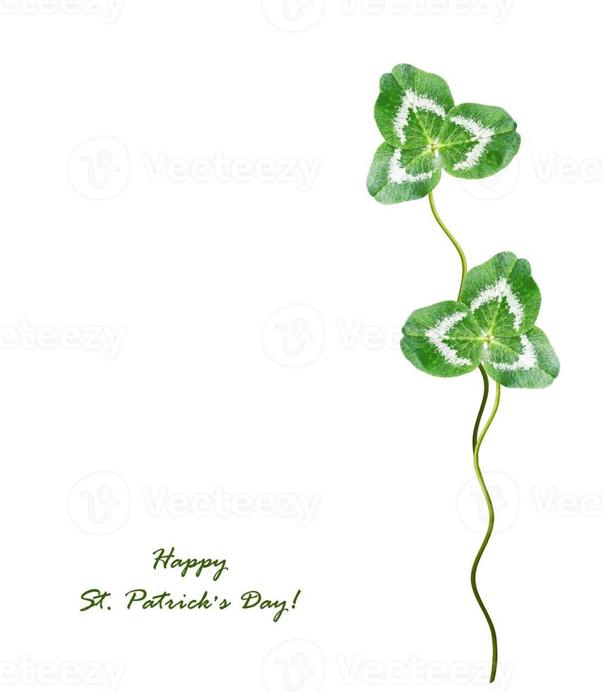 leaf clover on white background photo