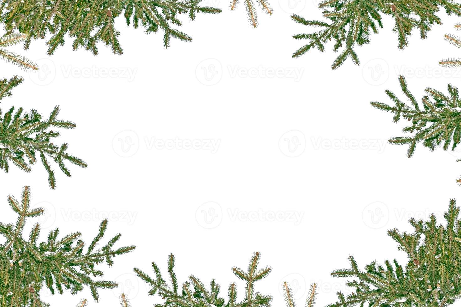 The branches of the snow covered Christmas tree on a white background. photo