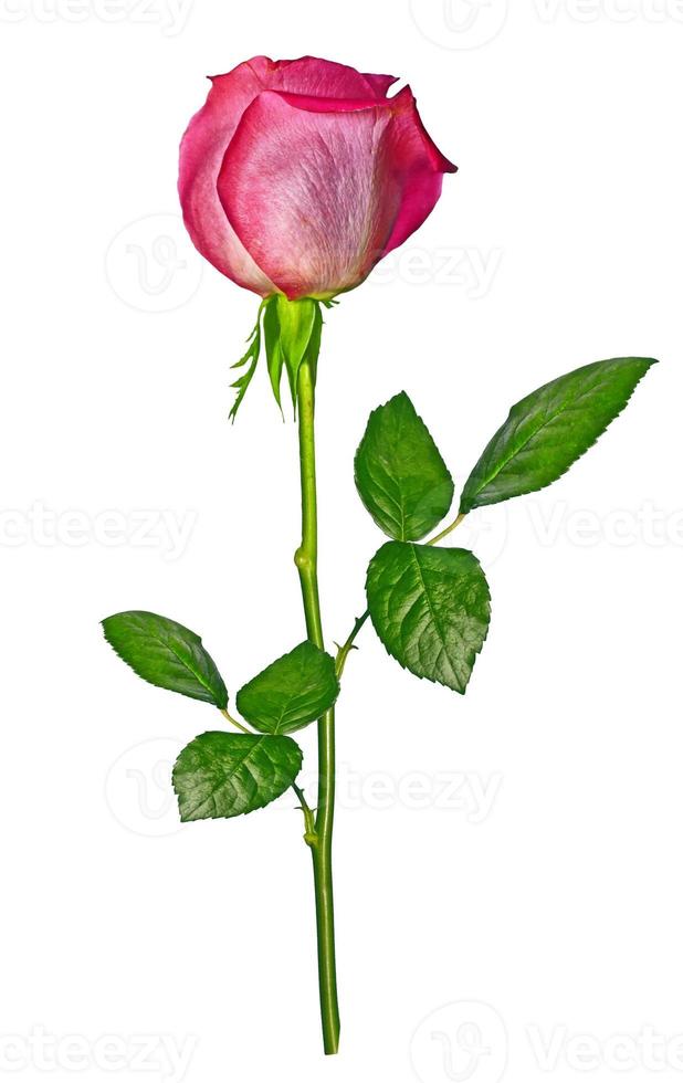 Flower bud roses on a white background photo