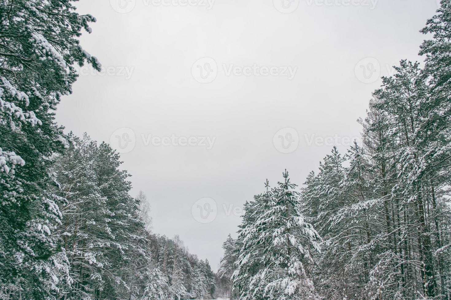 Frozen winter forest with snow covered trees. photo