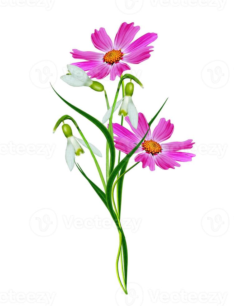 Cosmos flowers isolated on white background photo