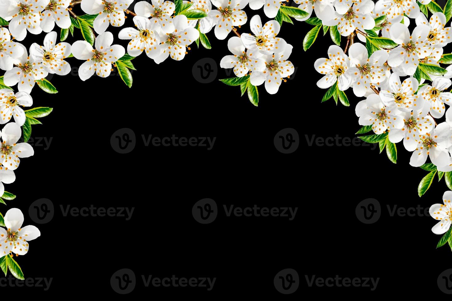 Flowering cherry. Spring flowering garden. photo