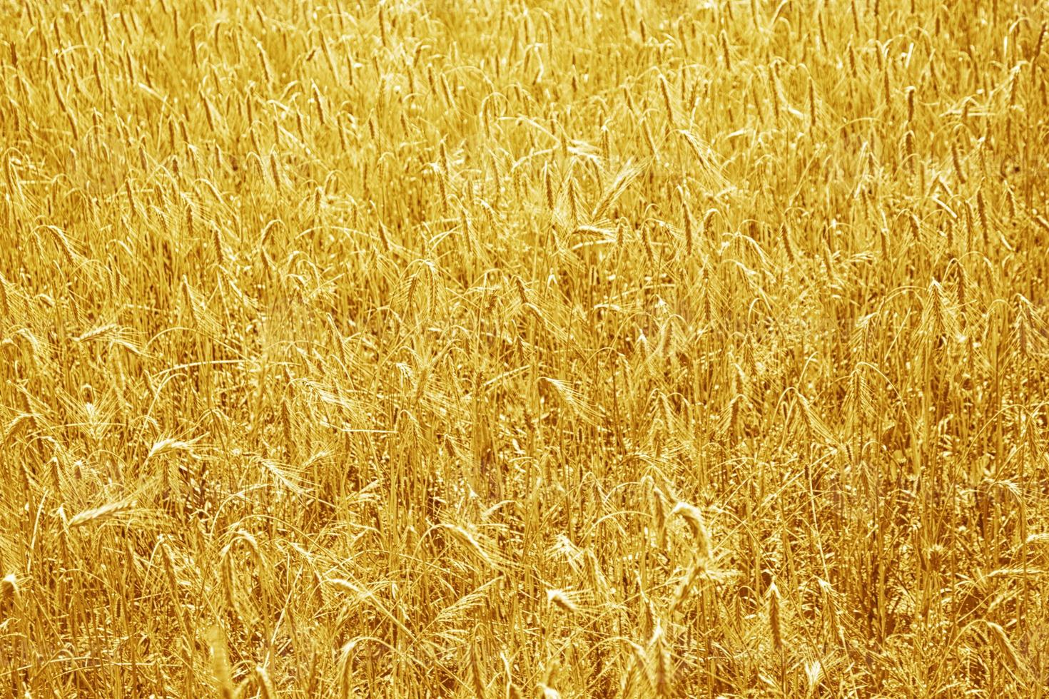 spikelets of wheat on a background summer landscape photo