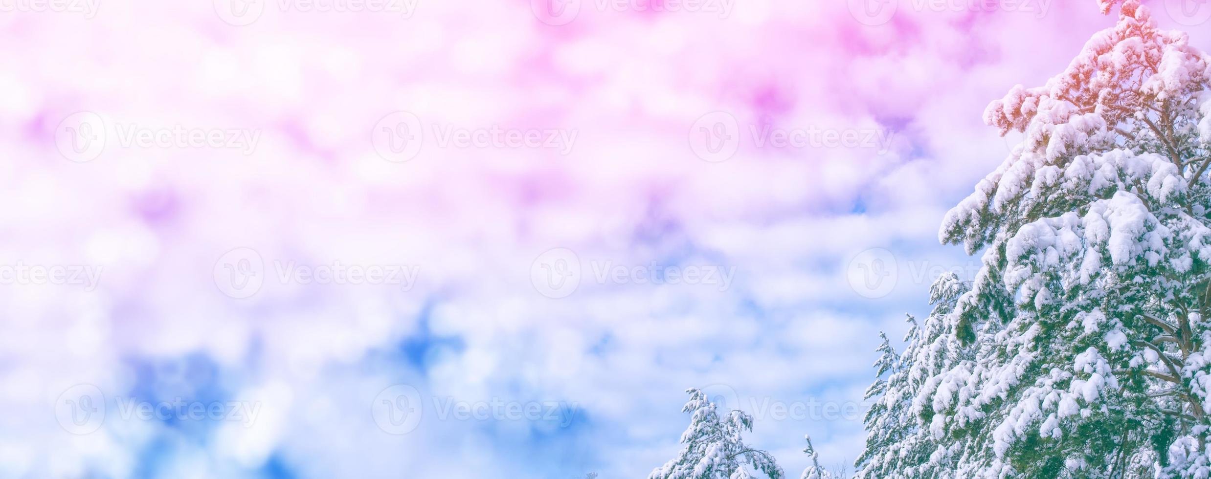 Frozen winter forest with snow covered trees. photo