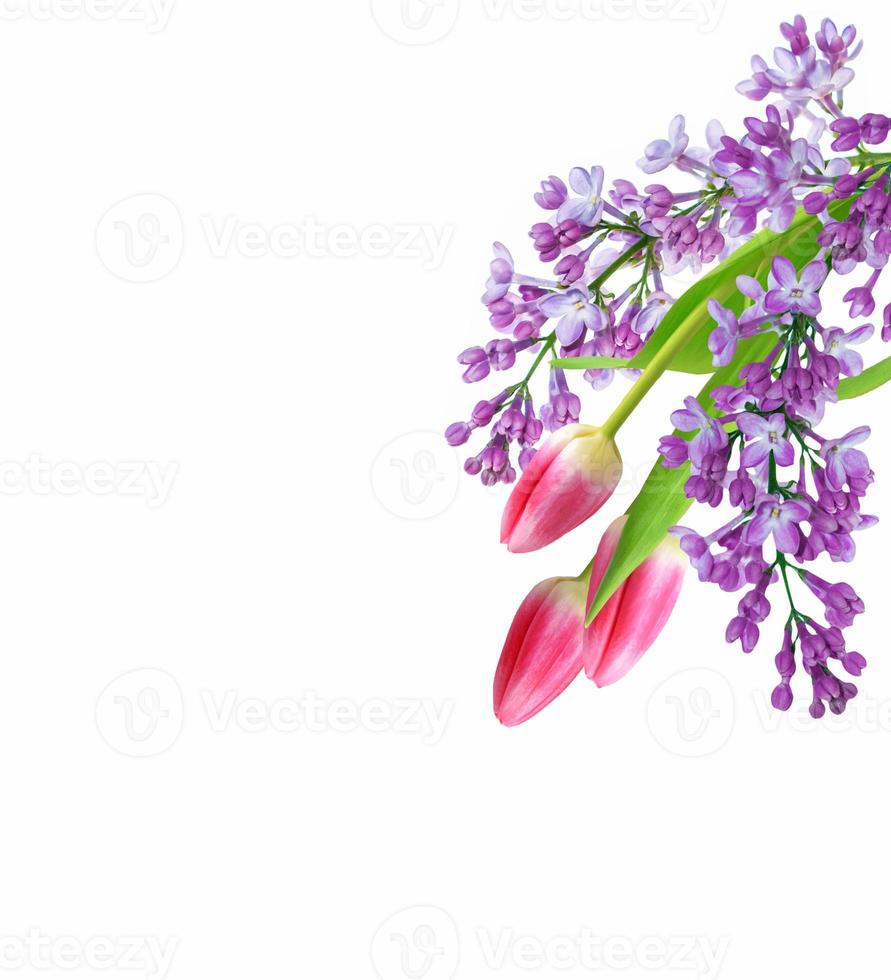 spring flowers tulips photo