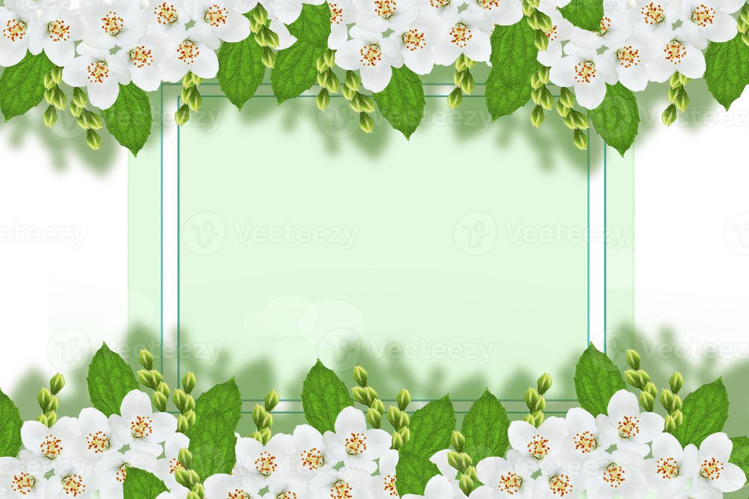 branch of jasmine flowers isolated on white background. photo