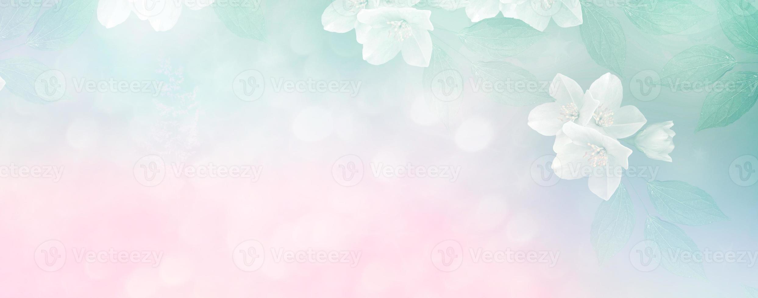 White jasmine The branch delicate spring flowers photo