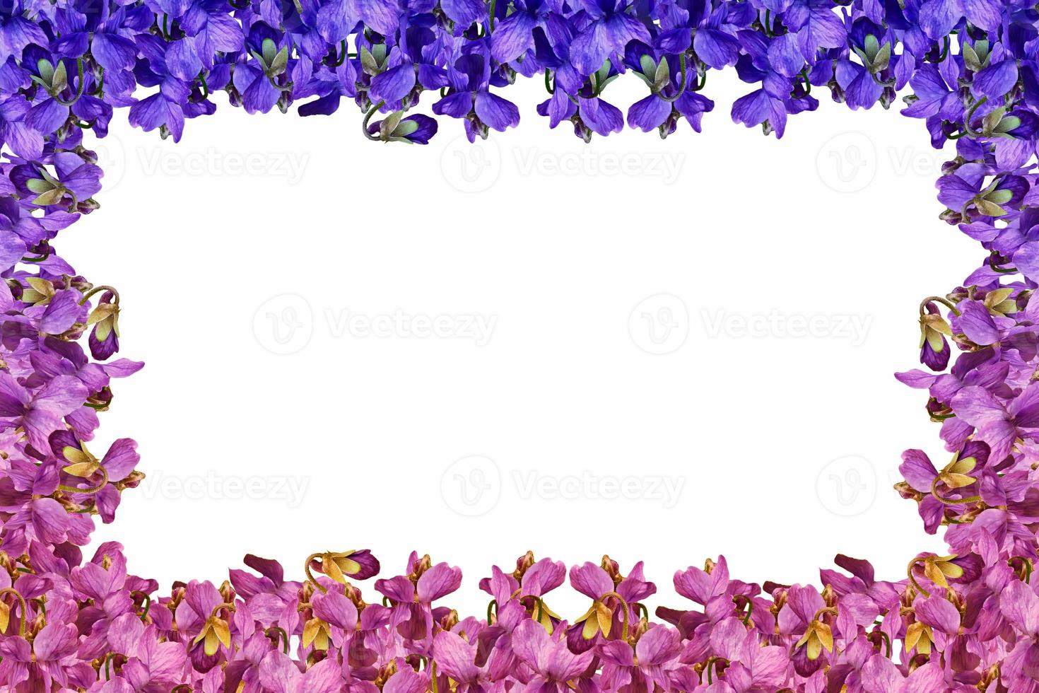 spring flowers snowdrops photo