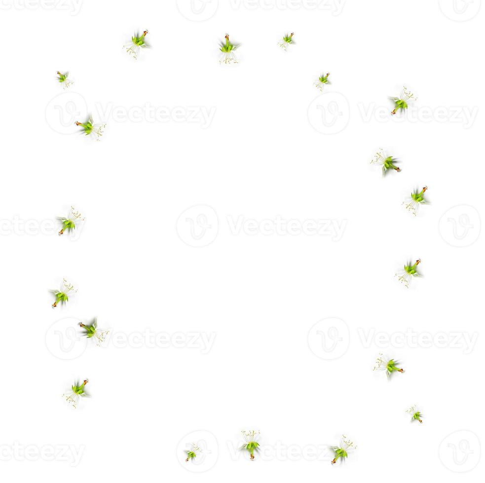 Flowering branch of apple isolated on a white background. Top view, flat lay, photo