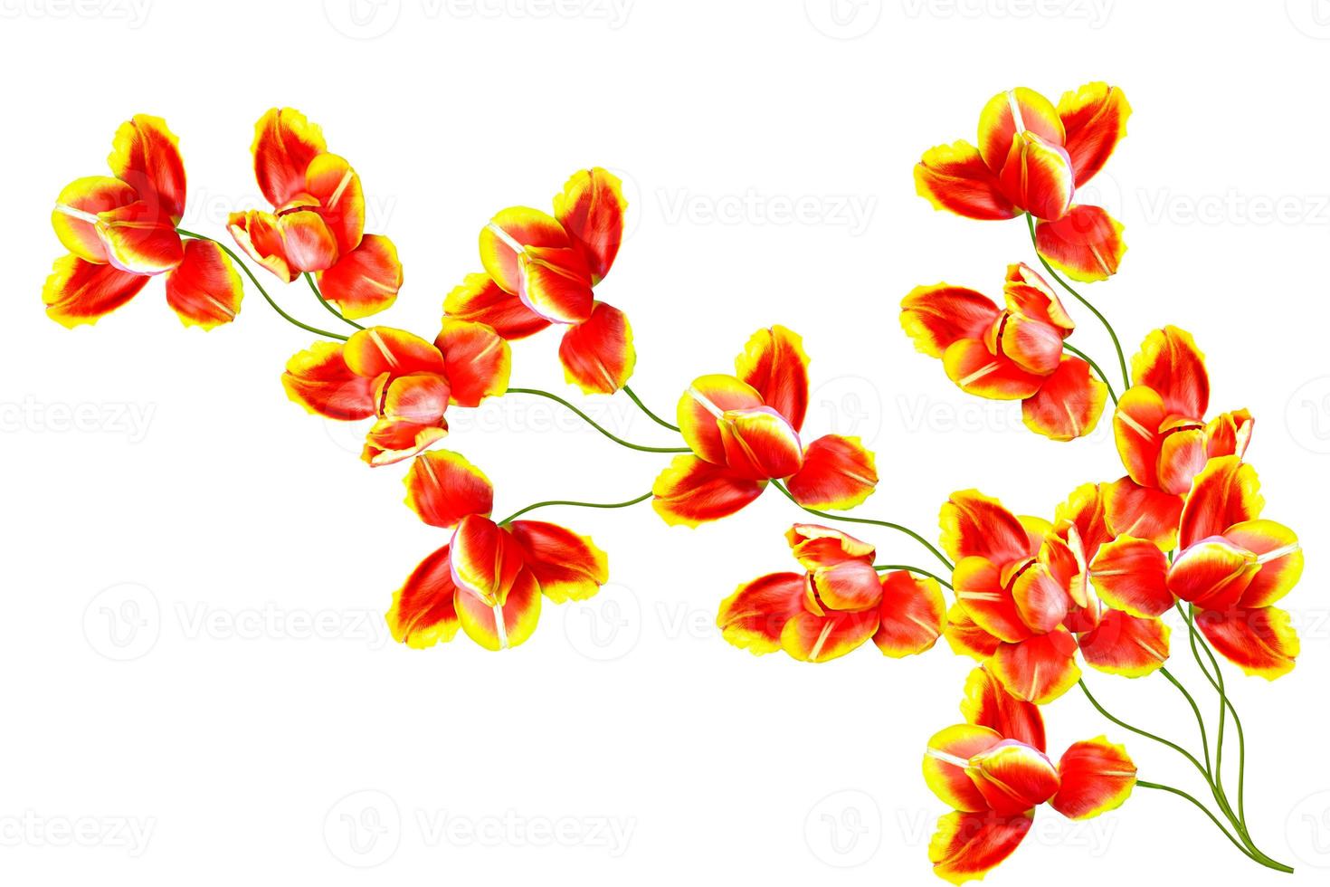 spring flowers tulips isolated on white background. photo