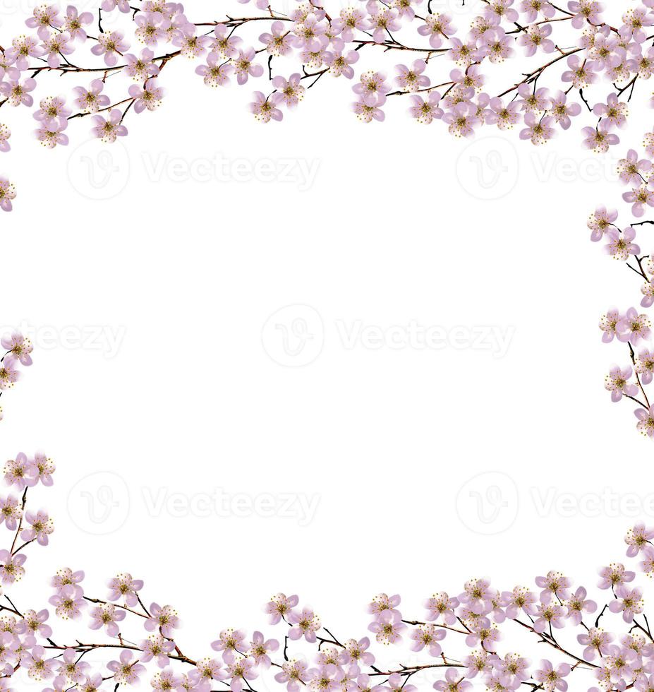 Flowering branch of apple isolated on a white background. Spring photo