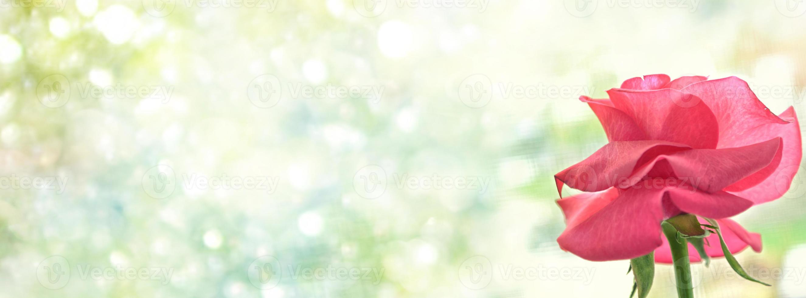 Colorful flower buds of roses on a background summer landscape. photo