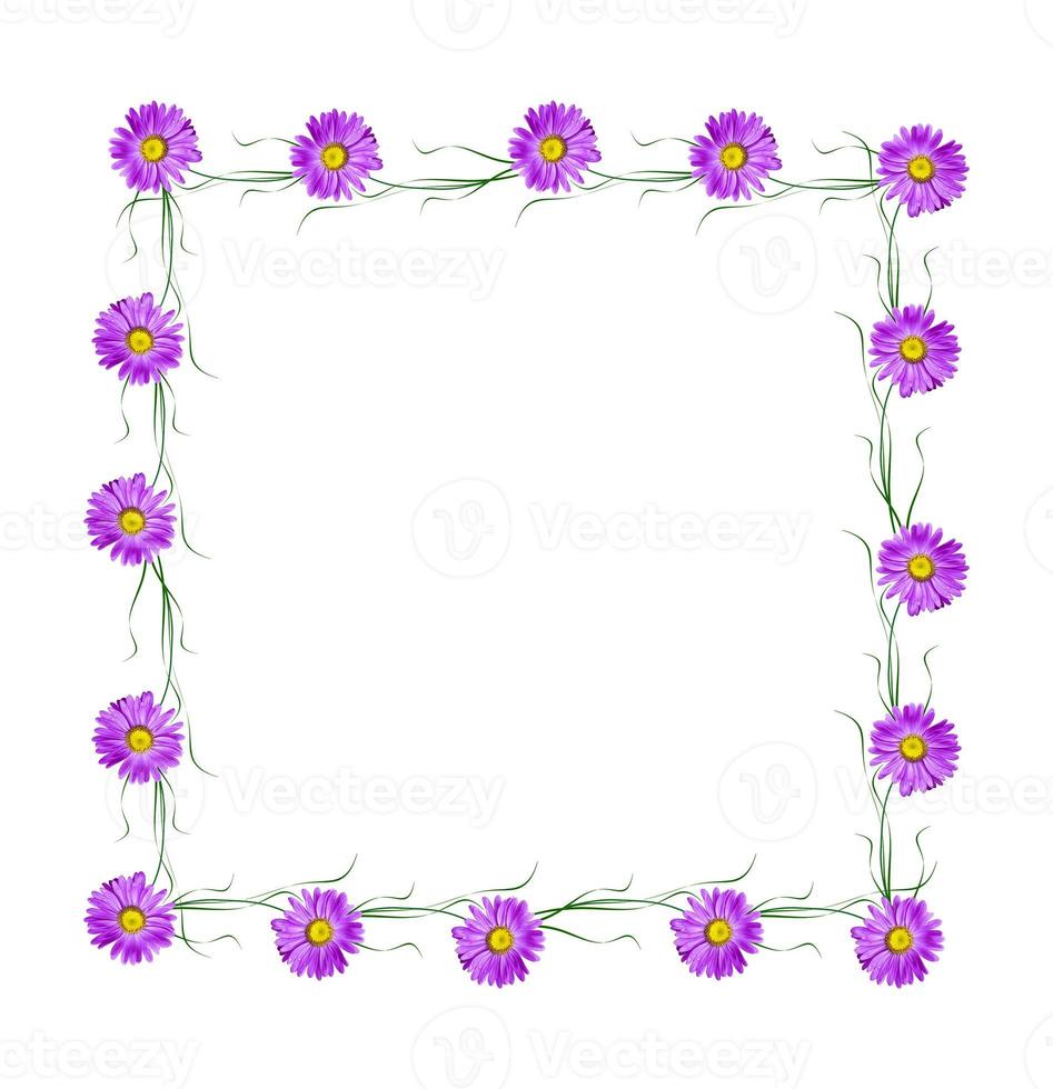 Michaelmas daisy flowers isolated on white background photo