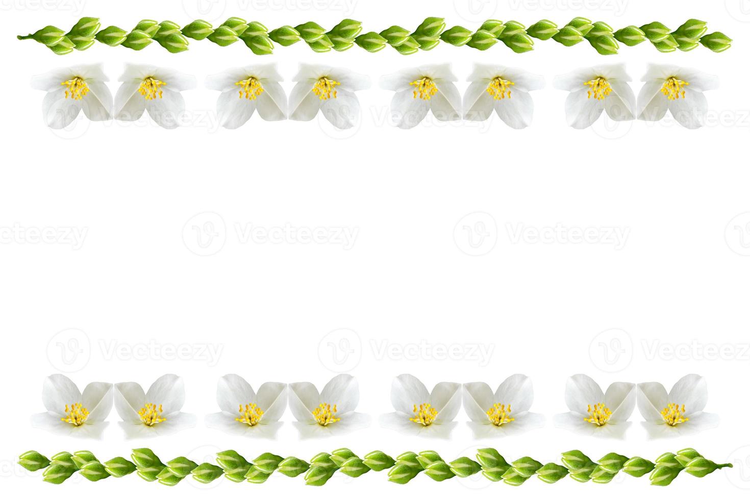 branch of jasmine flowers isolated on white background photo