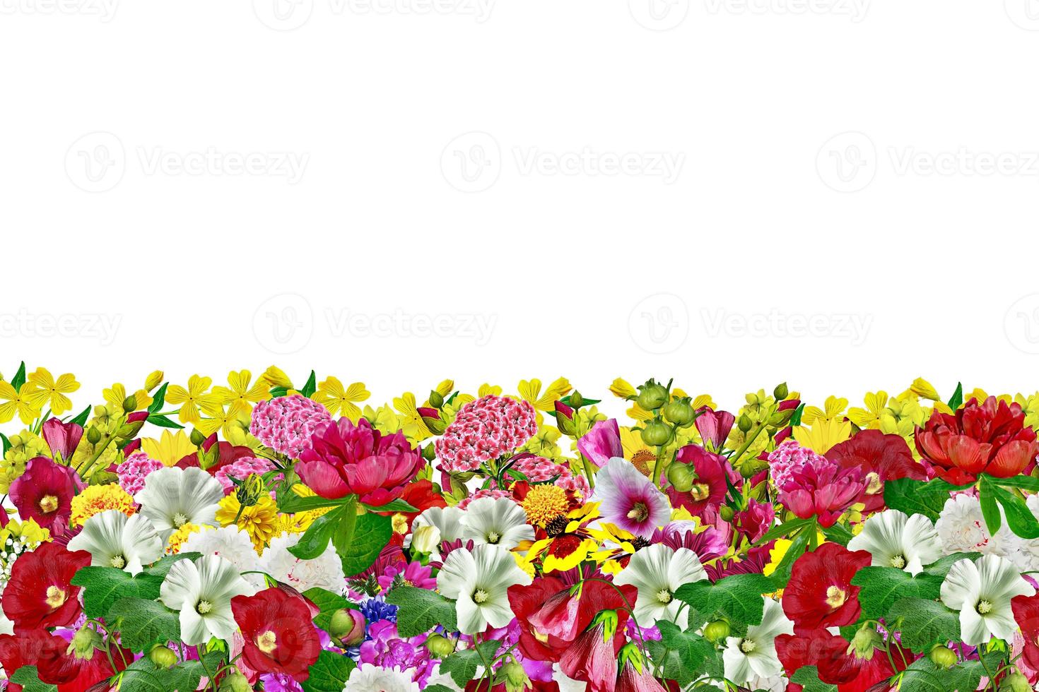 flowers isolated on white background photo