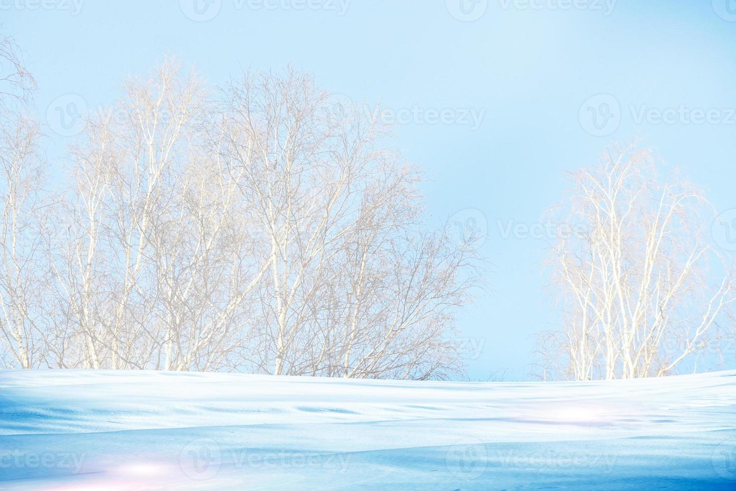Winter forest. Winter landscape. photo