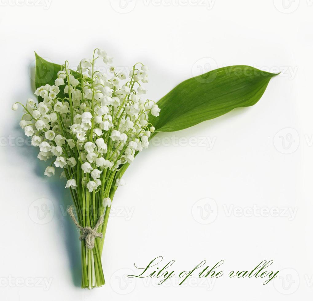 Lily of the valley flower on white background. photo