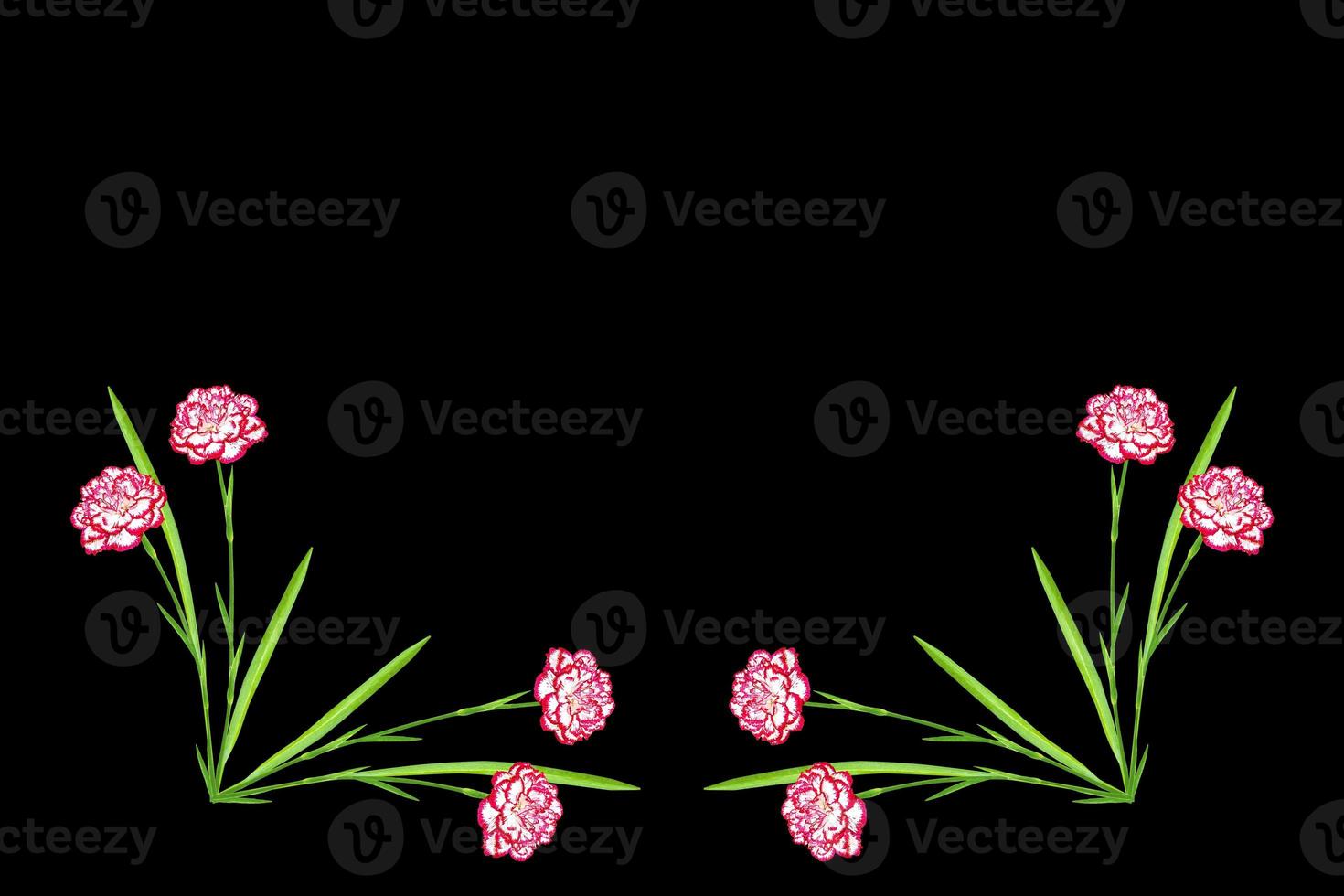 carnation purple flower isolated on black background. photo
