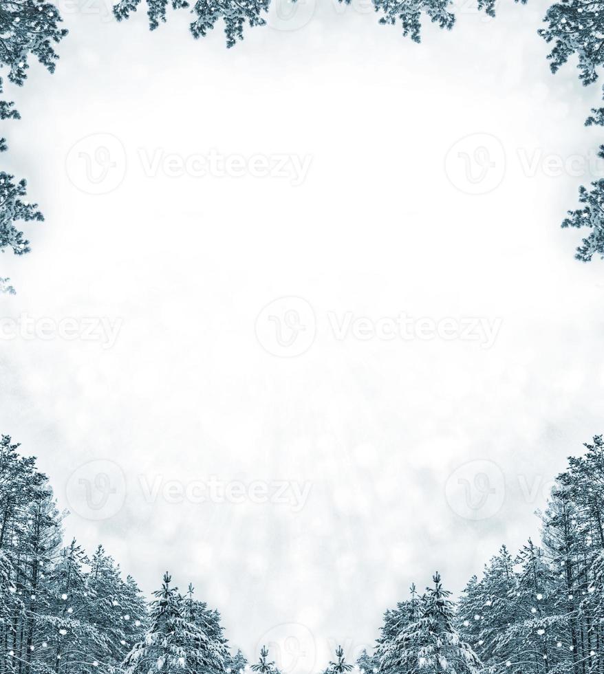 Frozen winter forest with snow covered trees. photo