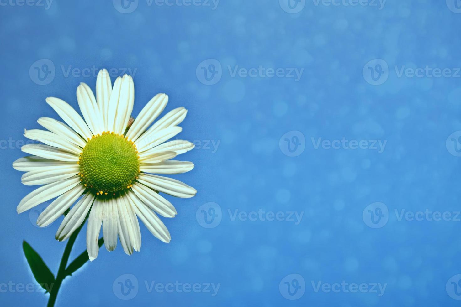 White bright daisy flowers on a background of the summer landscape. photo