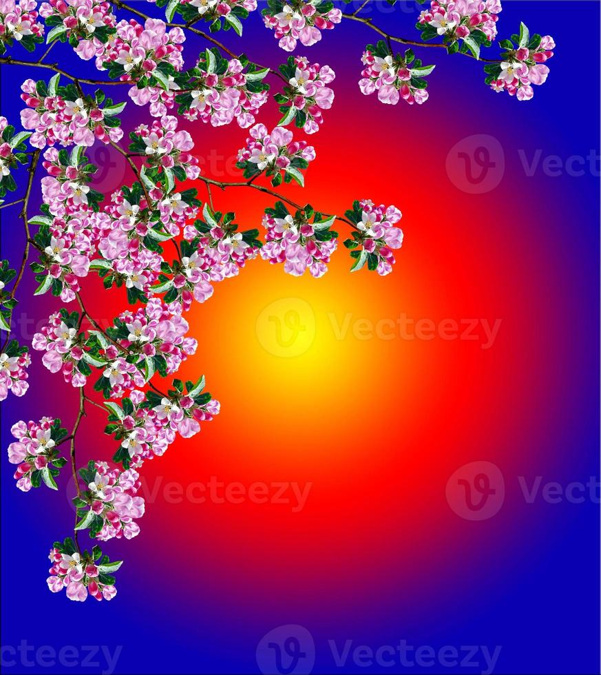 Spring landscape. Orchard. flowering branch photo