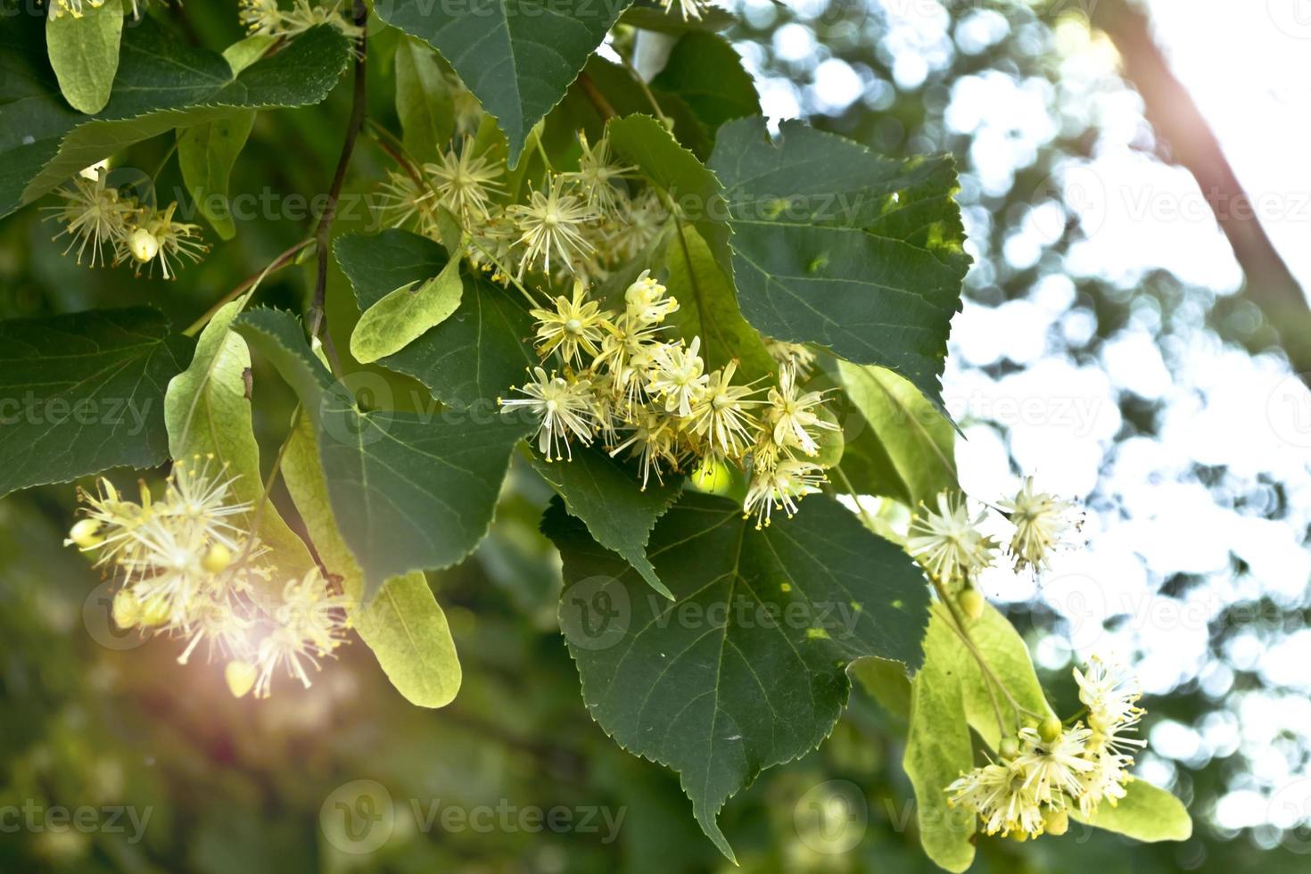 Summer landscape. Background of linden flowers and blue sky with clouds photo