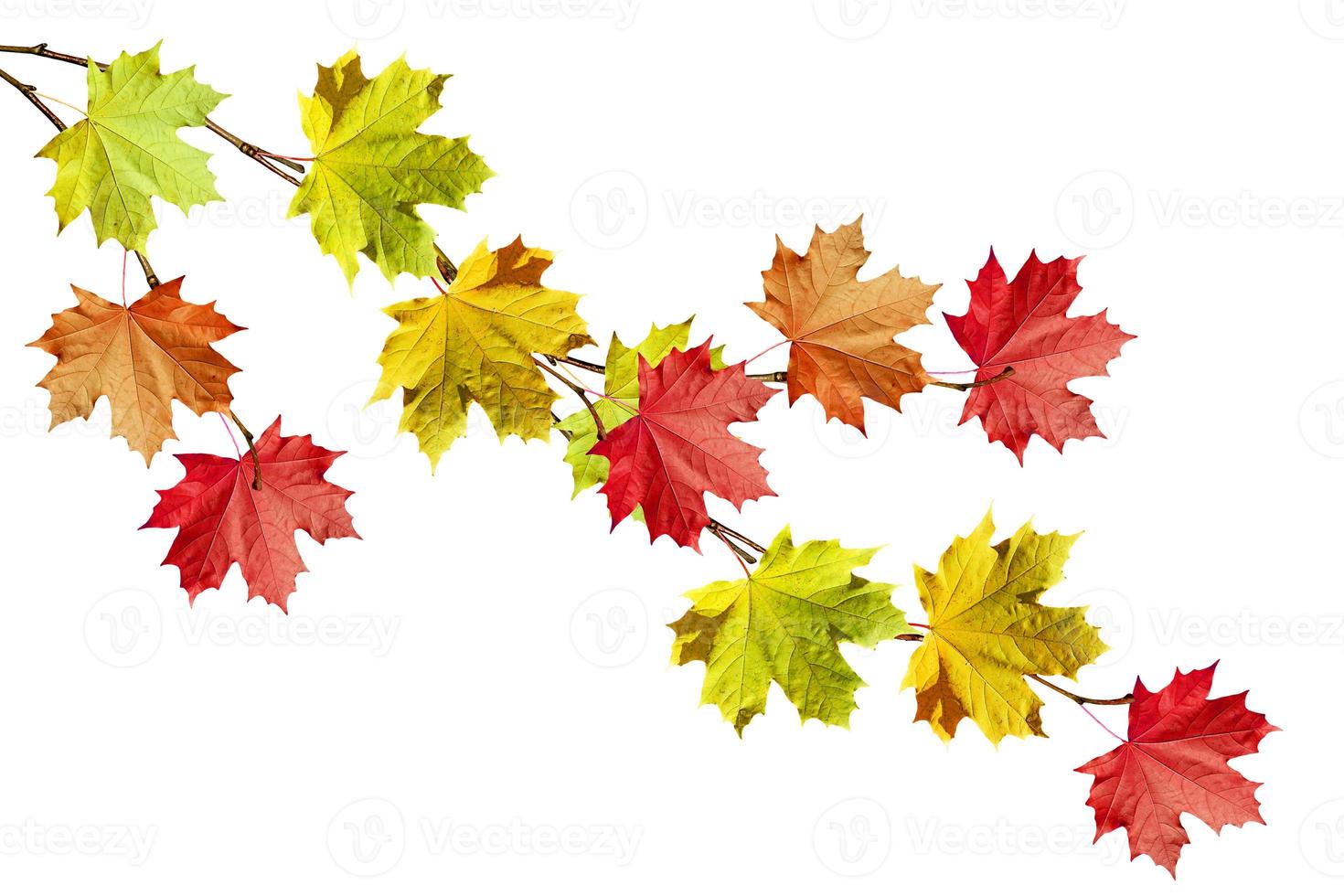 autumn leaves isolated on white background. photo