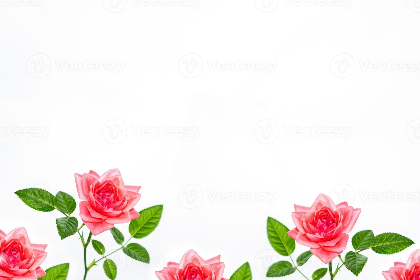 Flower bud roses on a white background photo