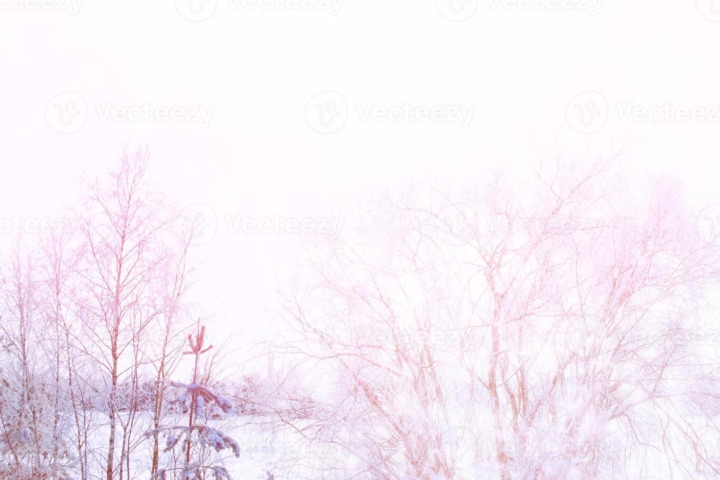 bosque de invierno congelado con árboles cubiertos de nieve. foto