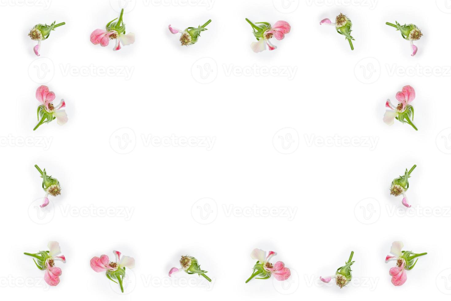 Bright colorful flower rose. floral background photo