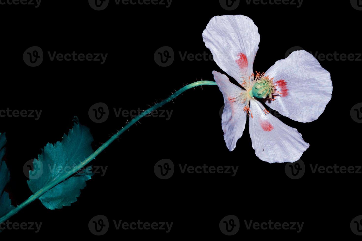 spring colorful flowers poppies.  Floral background. photo