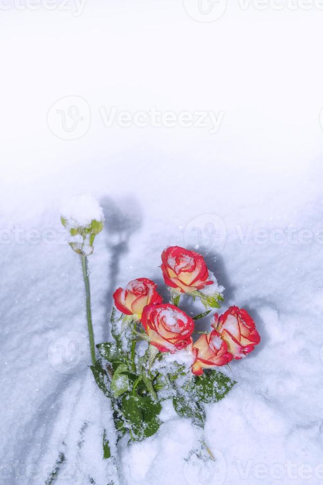 Fresh flowers in the snow. Frozen rose. 9849753 Stock Photo at Vecteezy