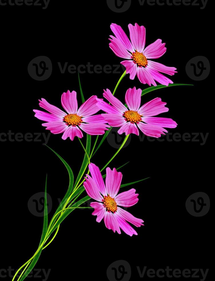 Flowers cosmos isolated on a black background photo