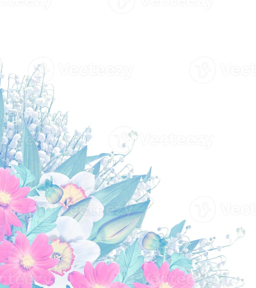 flores de primavera narciso aislado sobre fondo blanco foto