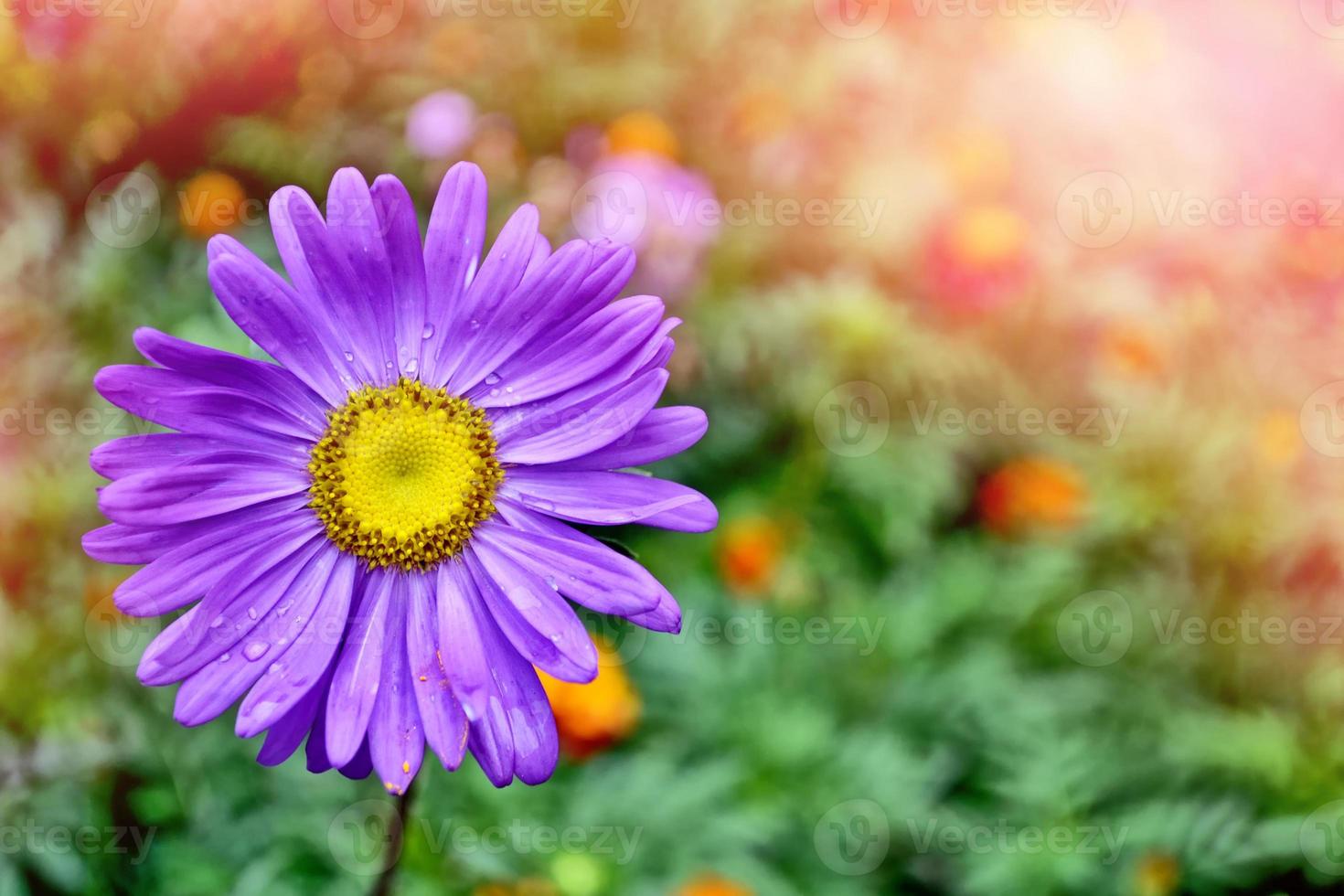 Pink aster colorful flowers on a background summer landscape photo