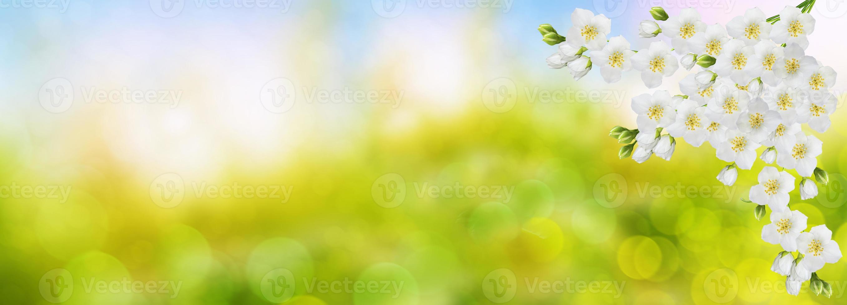 White jasmine The branch delicate spring flowers photo